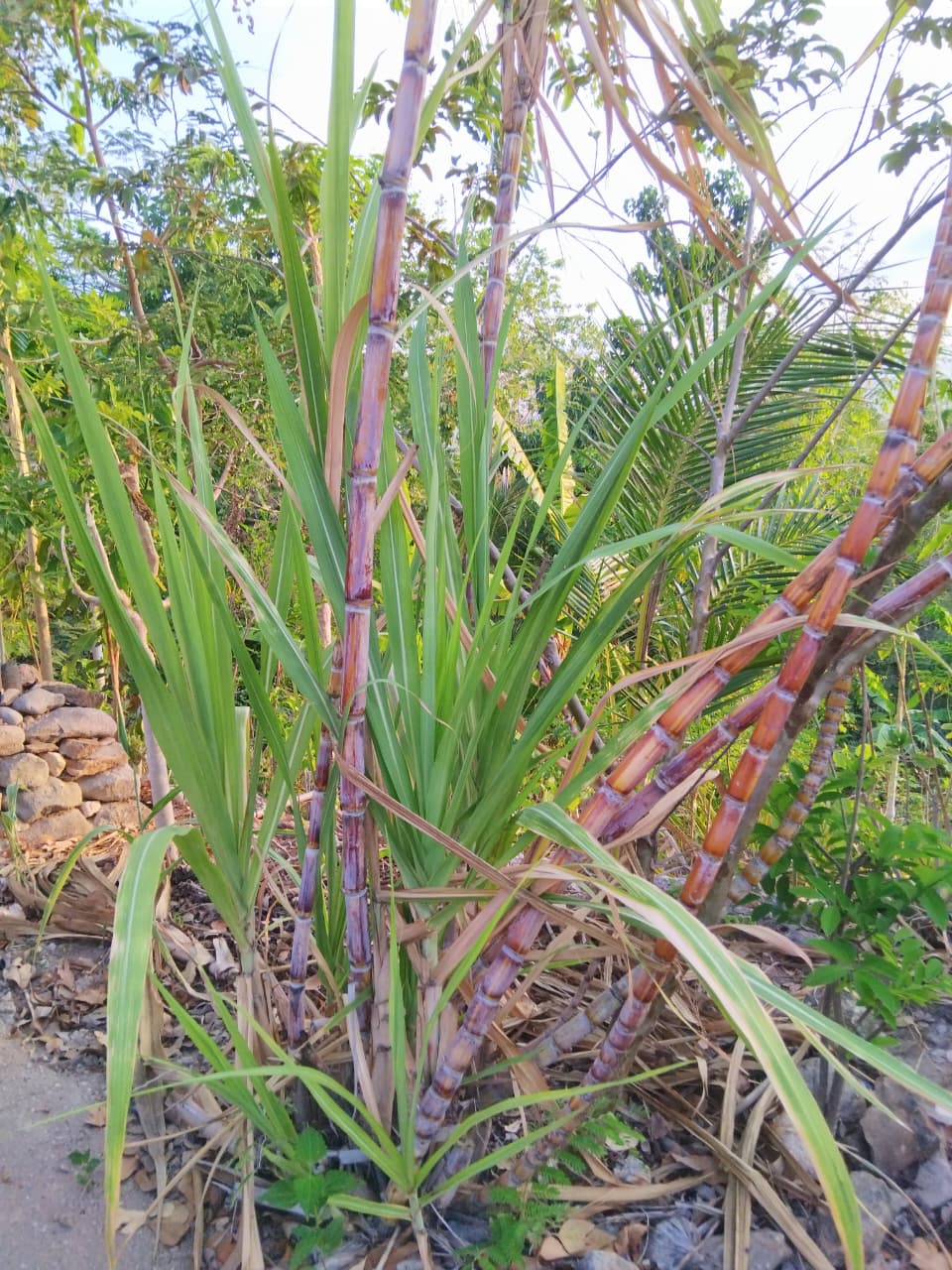 Tebu