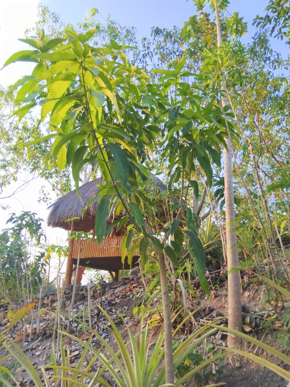Pohon Mangga