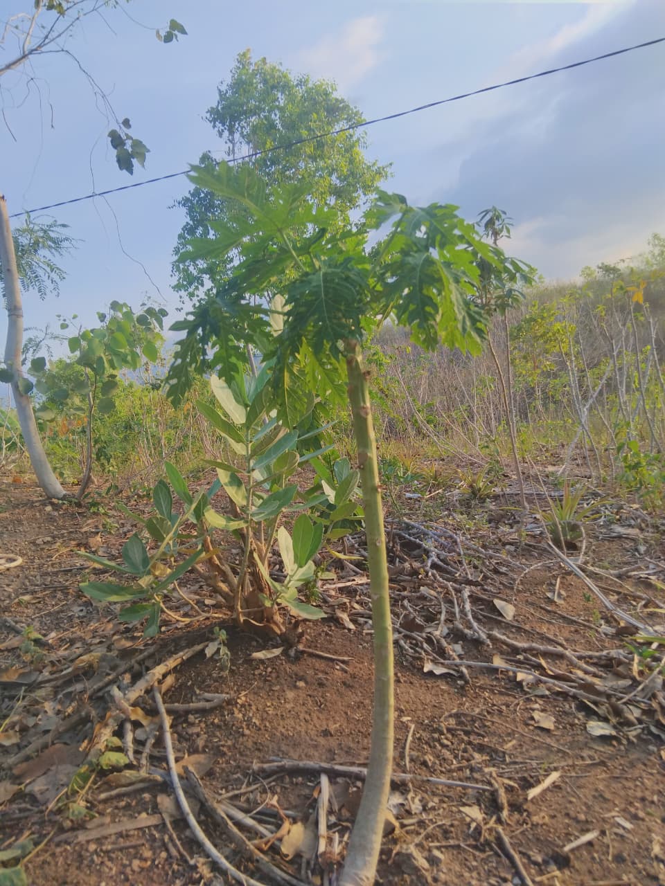 Pohon Pepaya
