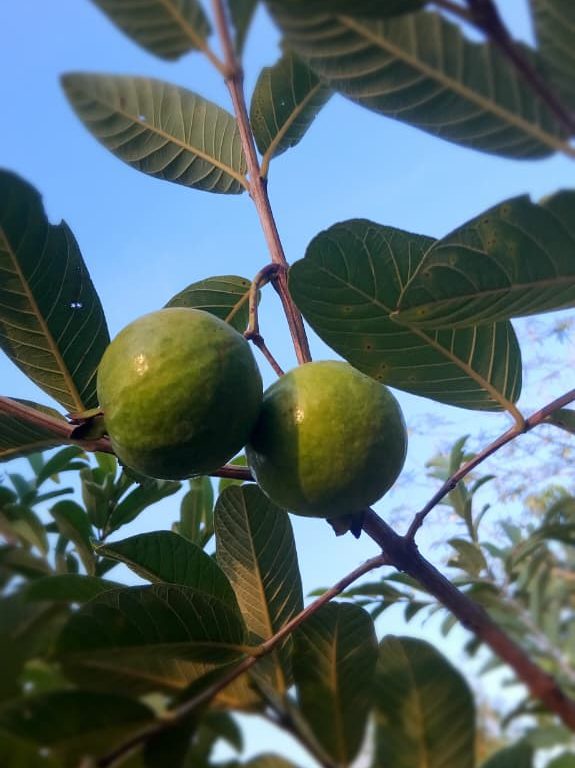 Jambu Batu