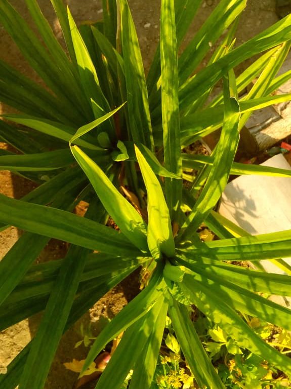Daun Pandan