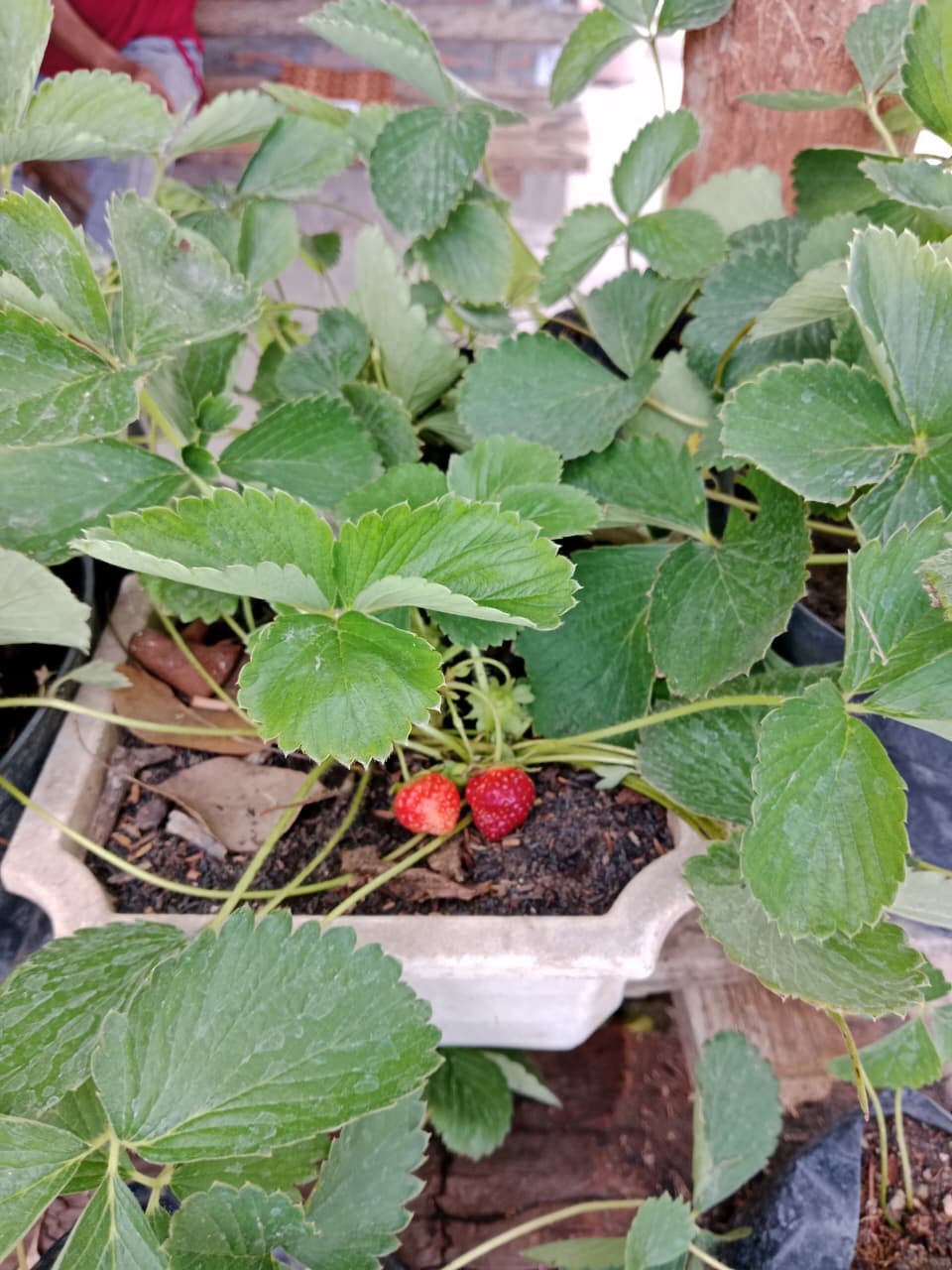 Strawberry